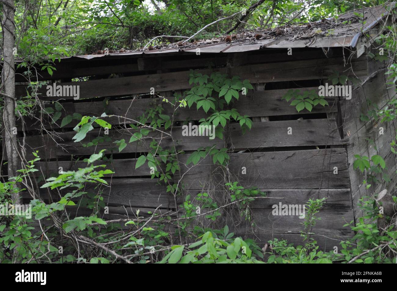 Shack in the woods Stock Photo - Alamy