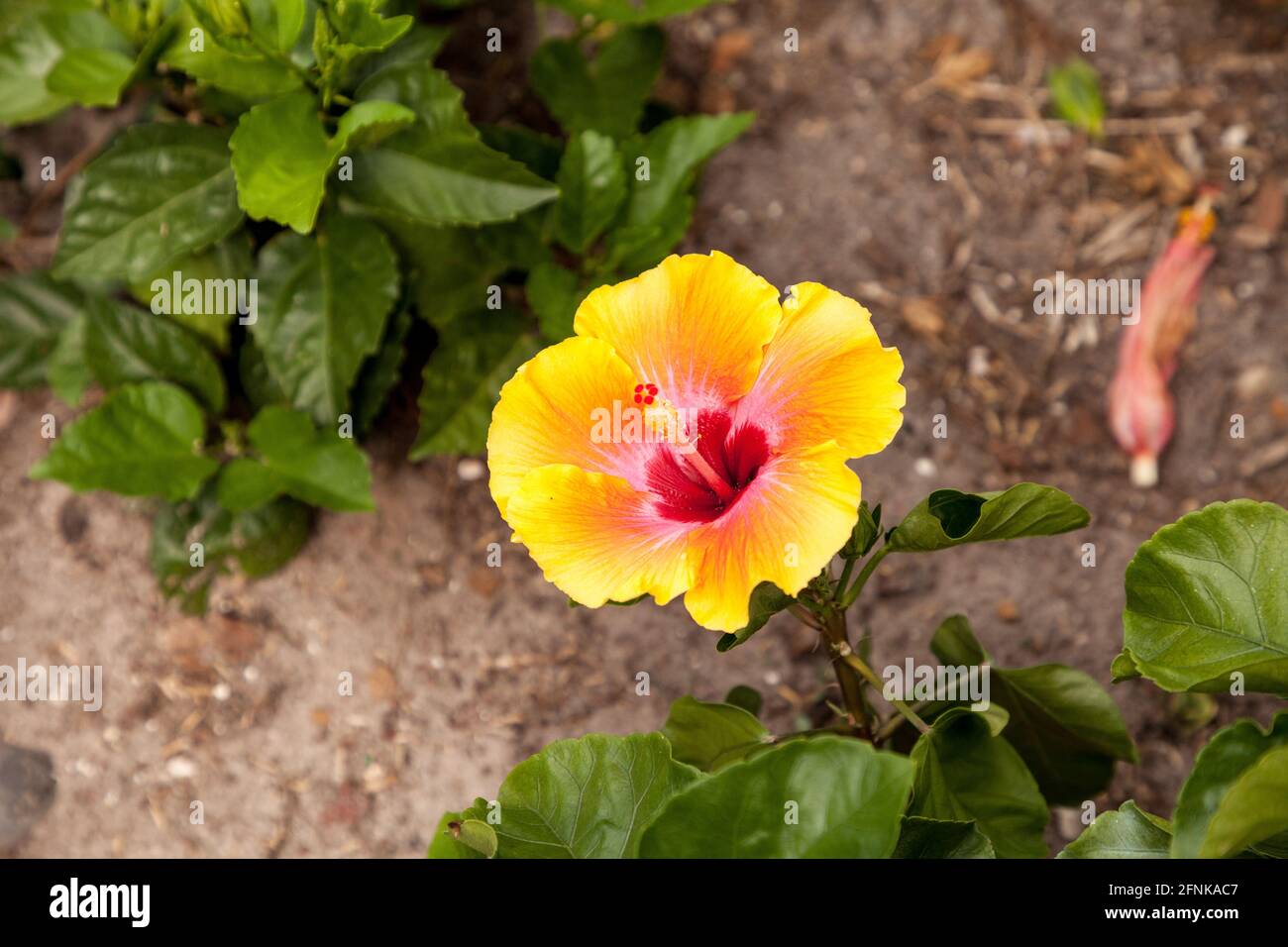 Pineapple yellow hibiscus flower blooms in a garden in Naples, Florida