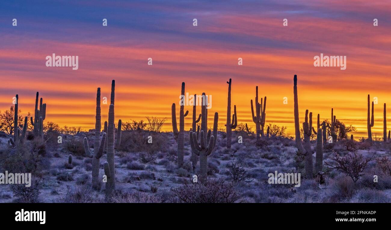 Landscape ratio of Saguaro cactus on a ridge line with a colorful ...