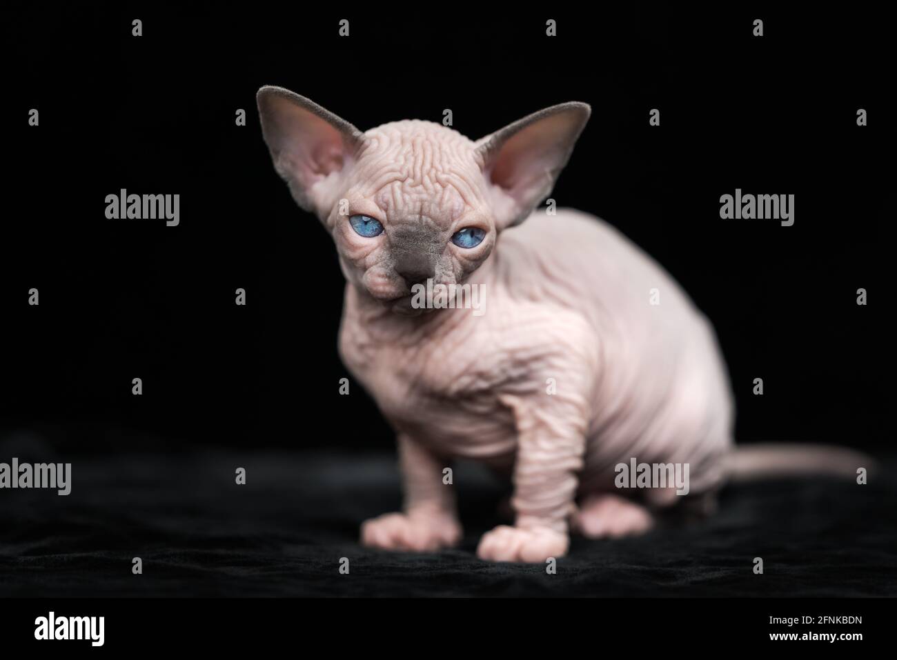 Black hairless sphynx sales