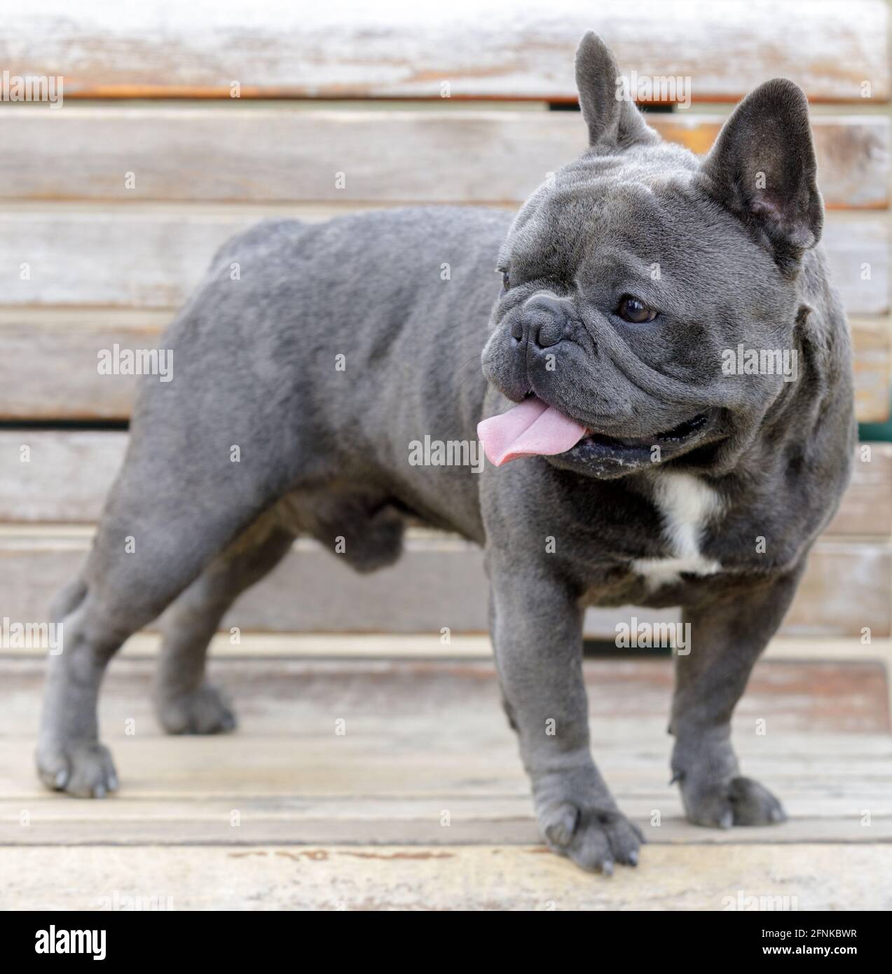 14-Month-Old blue (gray) male Frenchie puppy standing on a bench and  panting. Off-leash dog park in Northern California Stock Photo - Alamy