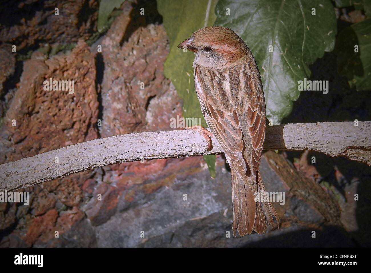 The Canary Pipit (Anthus berthelotii) is a songbird species from the family of stilts and pipiters Stock Photo
