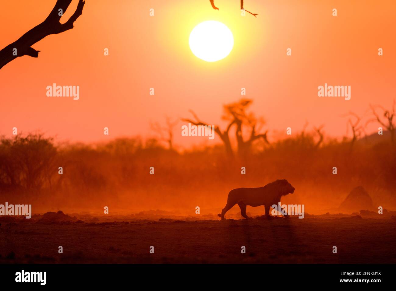 A large male lion at sunrise, Africa Stock Photo - Alamy