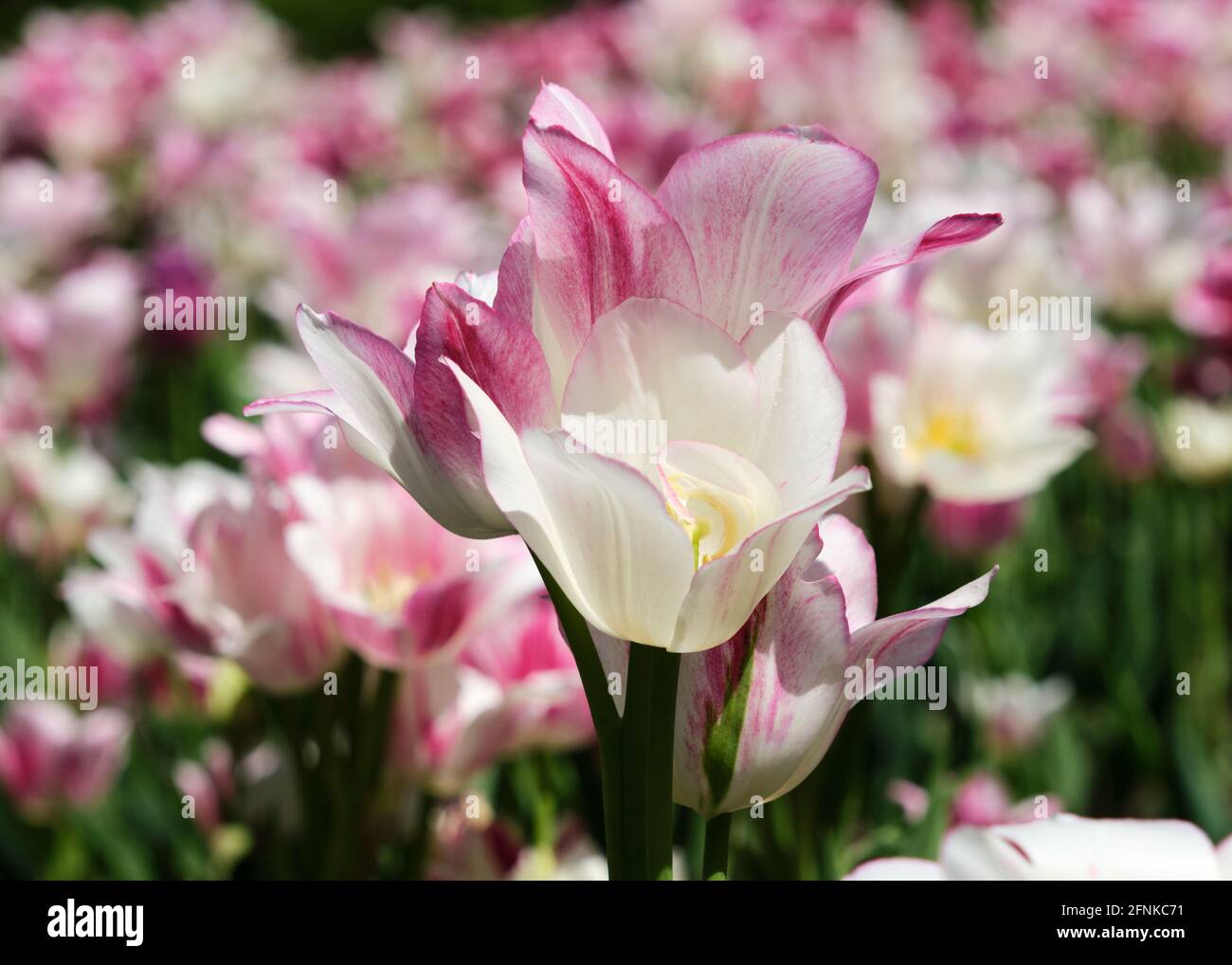 Multiple stem per bulb hires stock photography and images Alamy