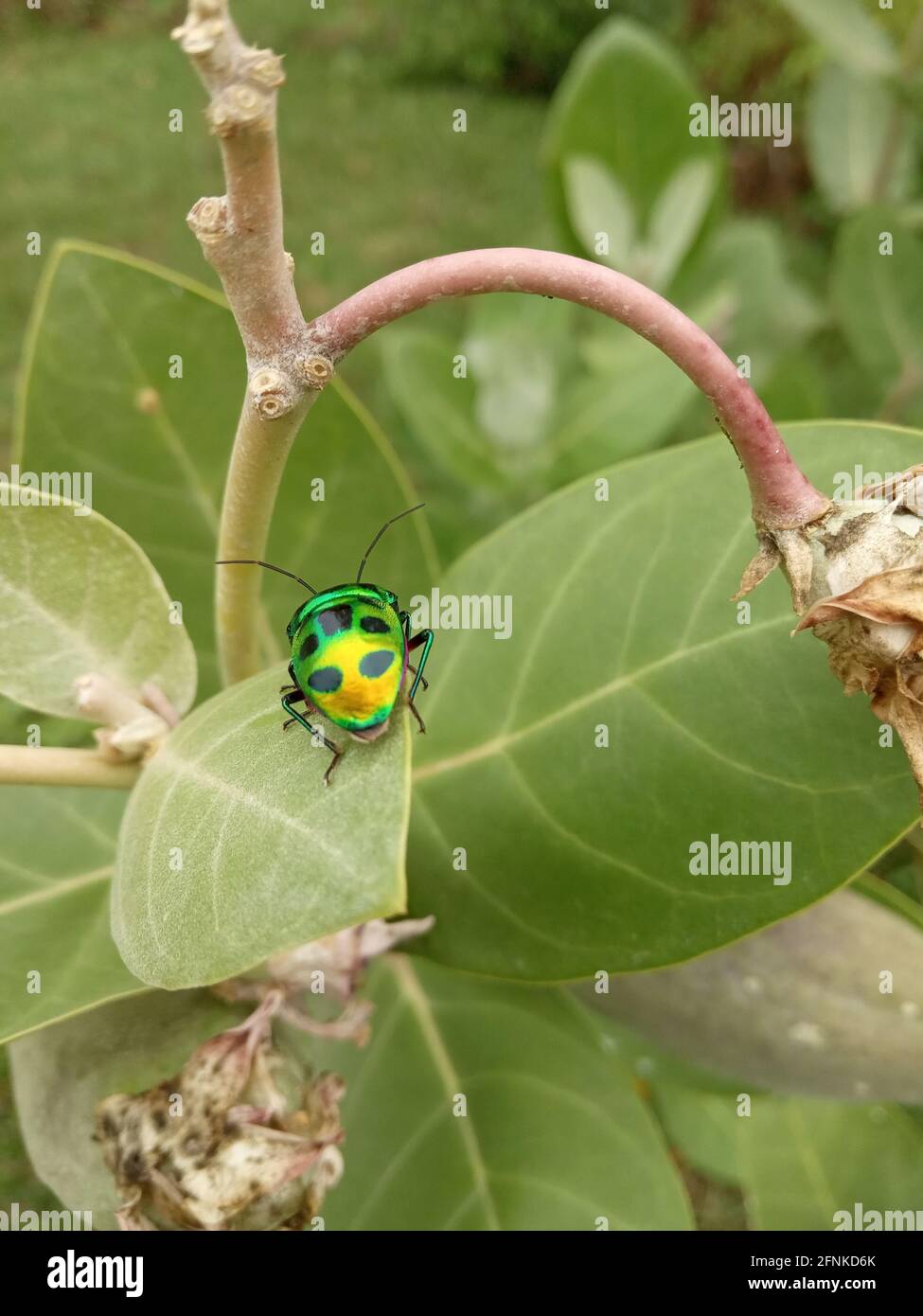 Closeup of a colorful green and yellow beetle with black spots standing on leaves in a gar Stock Photo