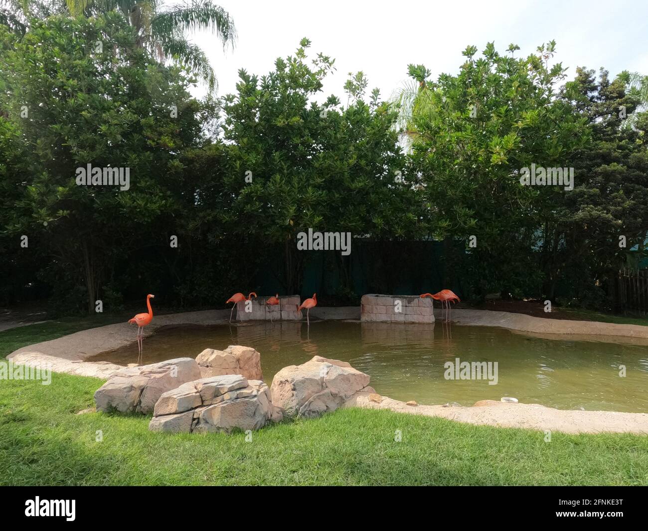 Flamingos Stock Photo