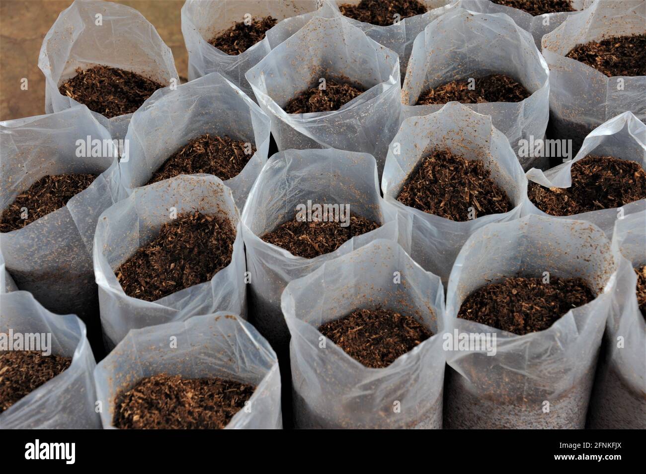 Accra, Ghana. 12th May, 2021. Mushroom spore bags are seen at Fafape