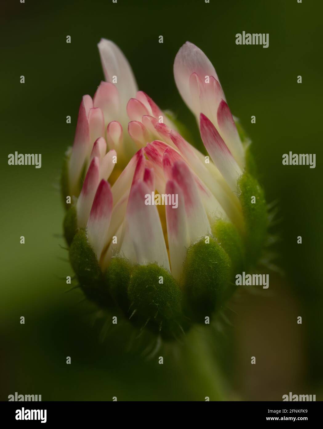 Unbloomed flowers hires stock photography and images Alamy