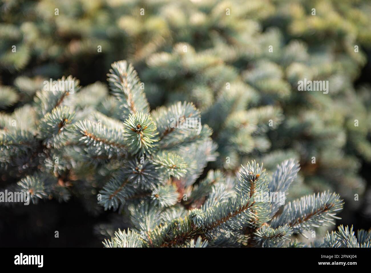 Prickly spruce Glauca globosa close-up. Varietal spruce is sold in the nursery. Stock Photo