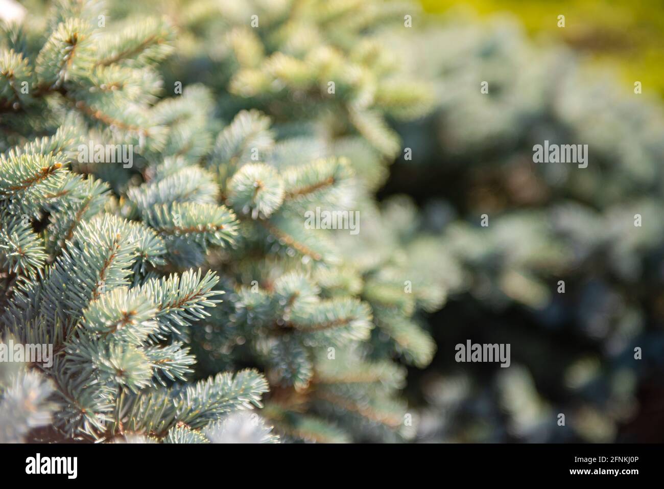 Prickly spruce Glauca globosa close-up. Varietal spruce is sold in the nursery. Stock Photo