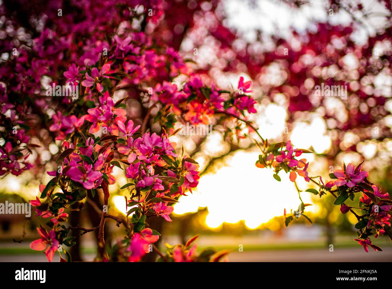 Blooming Crab Apple Tree in Southern Colorado Stock Photo
