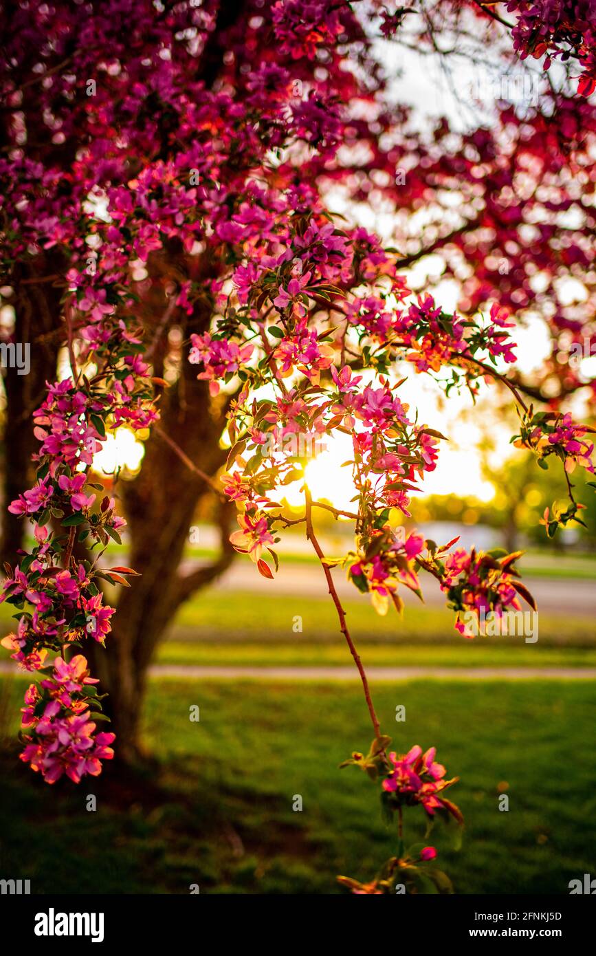 Blooming Crab Apple Tree in Southern Colorado Stock Photo