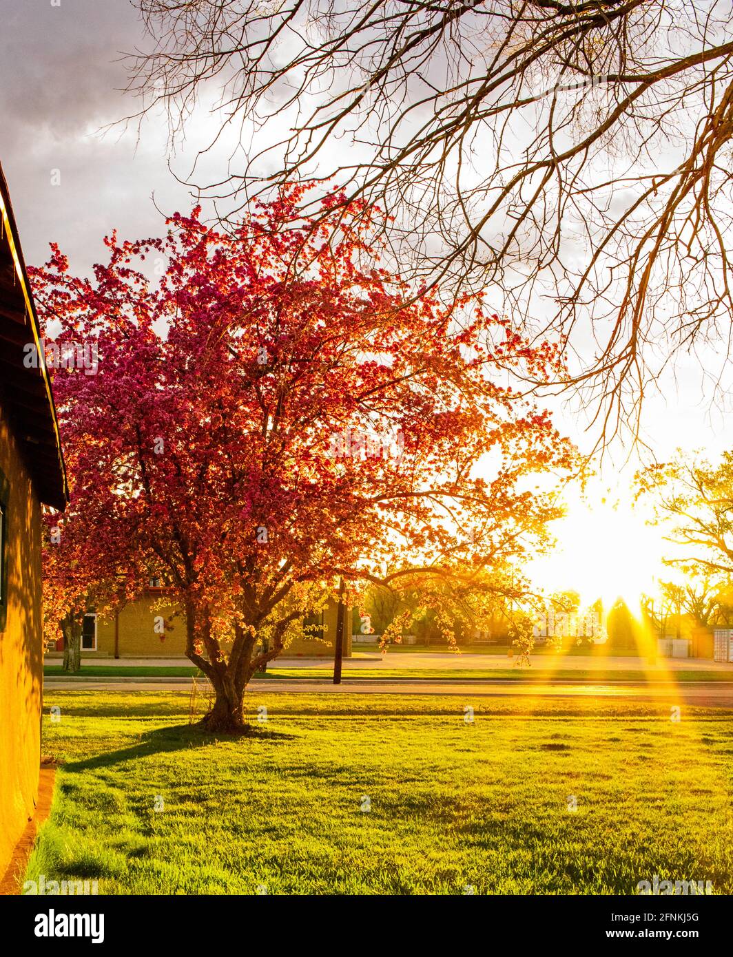 Blooming Crab Apple Tree in Southern Colorado Stock Photo Alamy