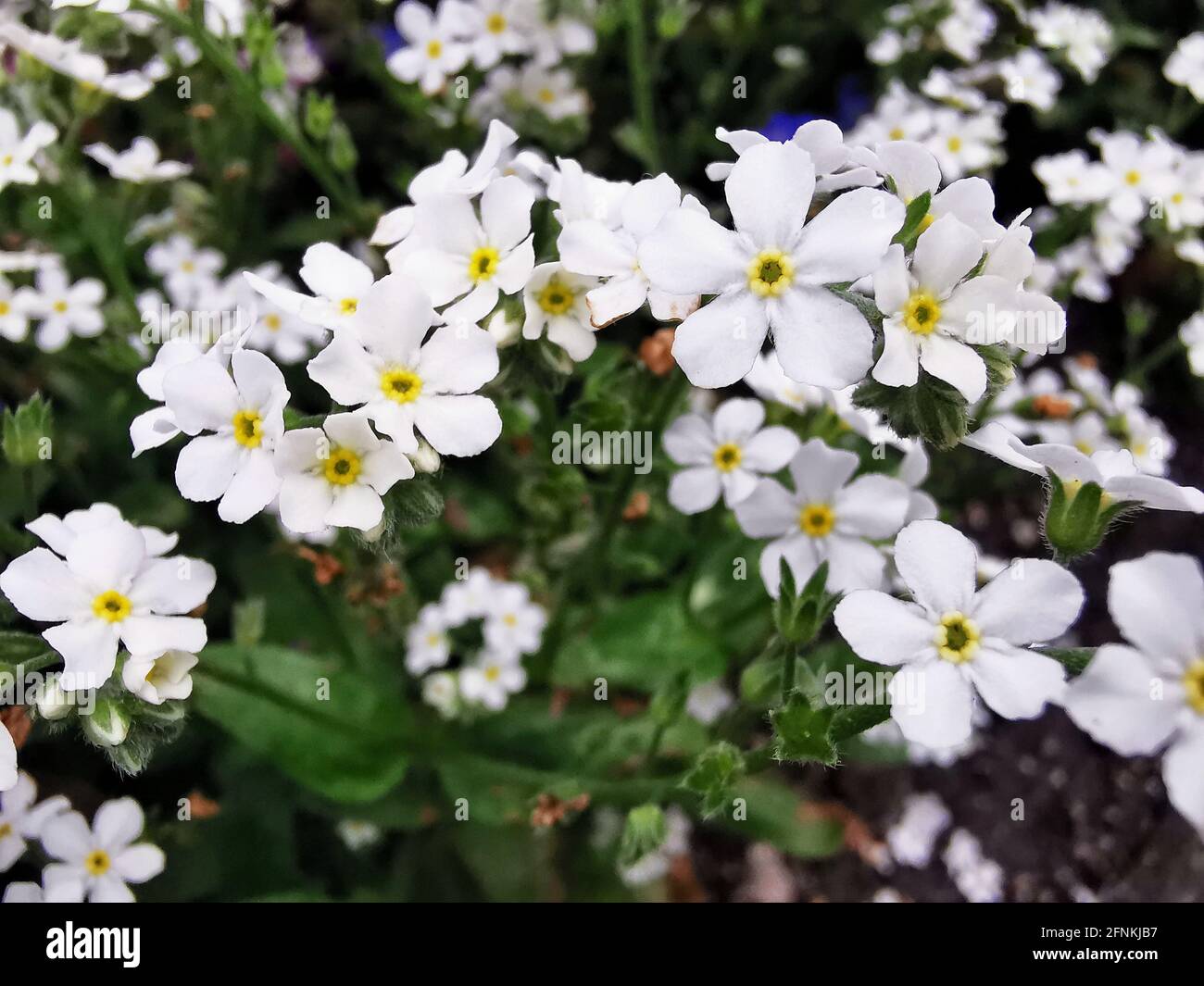Beautiful closeup shot bouquet hi-res stock photography and images - Alamy
