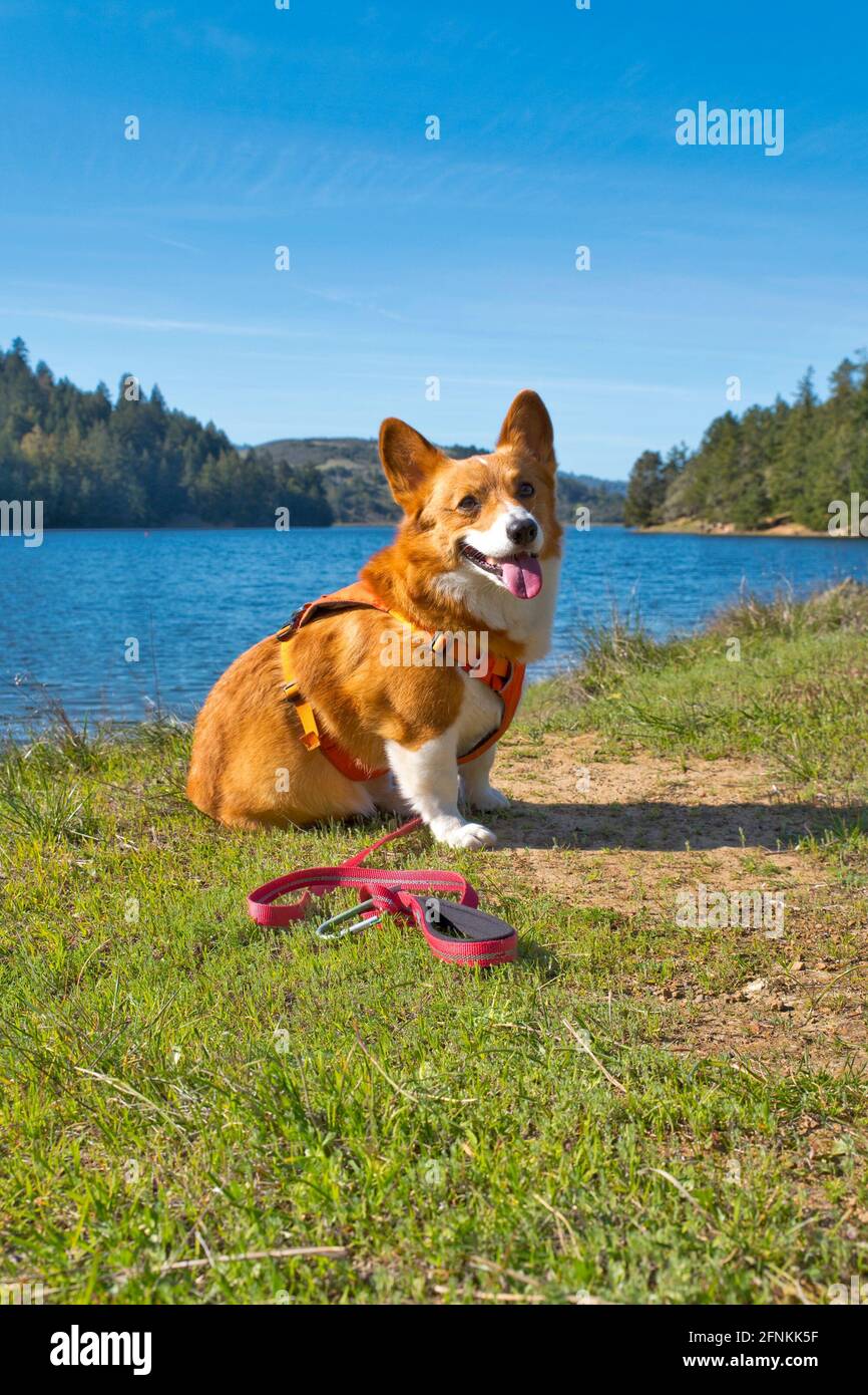 Pembroke Welsh outdoors Stock Photo Alamy