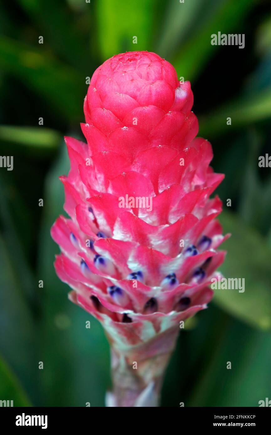 Bromeliad inflorescence (Quesnelia arvensis) on tropical rainforest Stock Photo