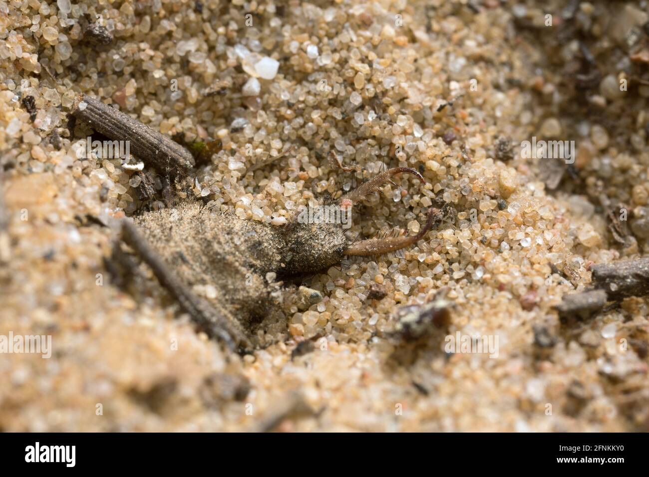 Antlion larva hidden in pit in sand Stock Photo