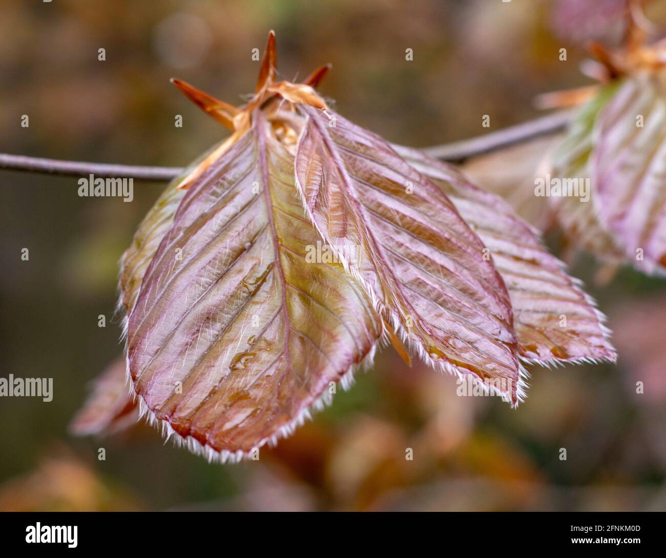 The Copper beech tree (Fagus sylvatica purpurea) leaves isolated, close up, macro, detail. Stock Photo