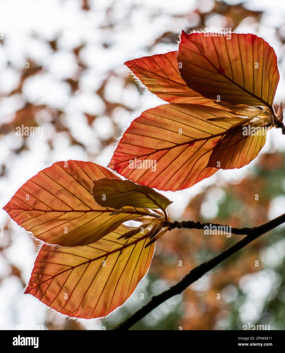 Copper beech tree hires stock photography and images Alamy