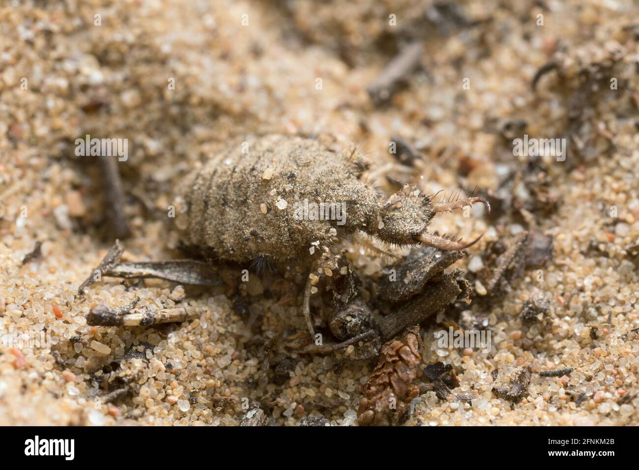 Antlion larva on sand Stock Photo