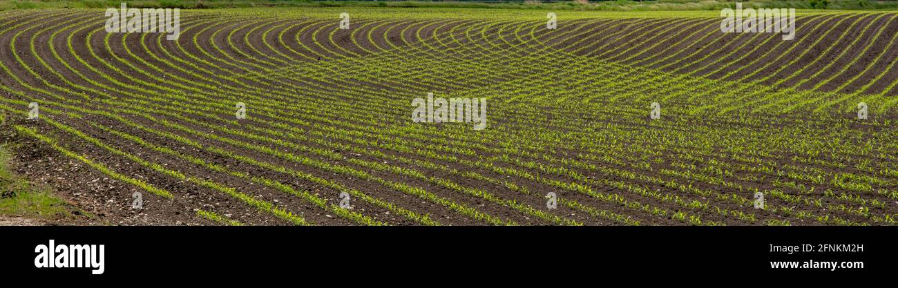 Rows of young corn (Zea mays) in the spring. Agricultural field with ...