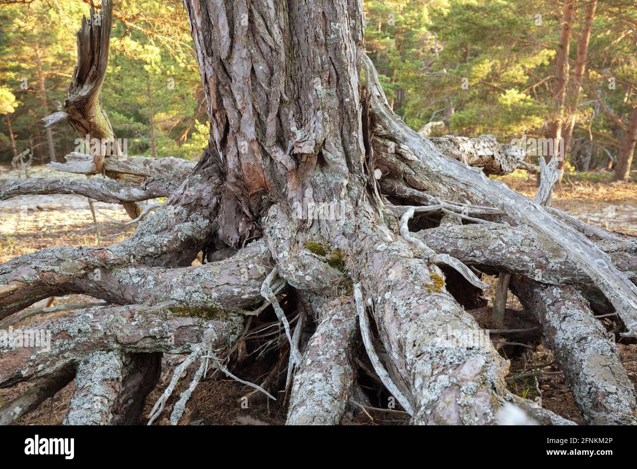 Roots and trunk of old pine tree, sunlit forest in the background Stock Photo
