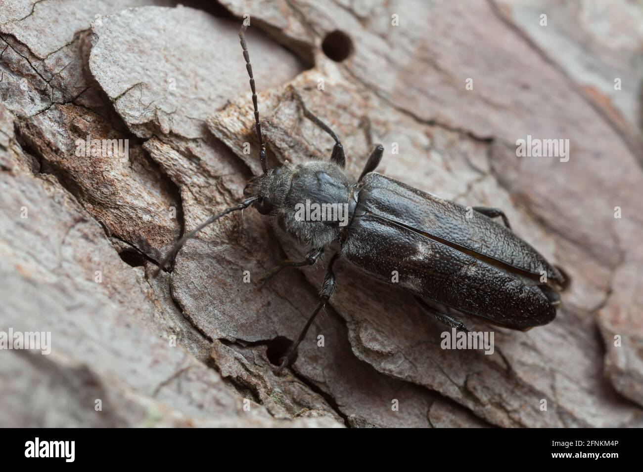 Old house borer hires stock photography and images Alamy