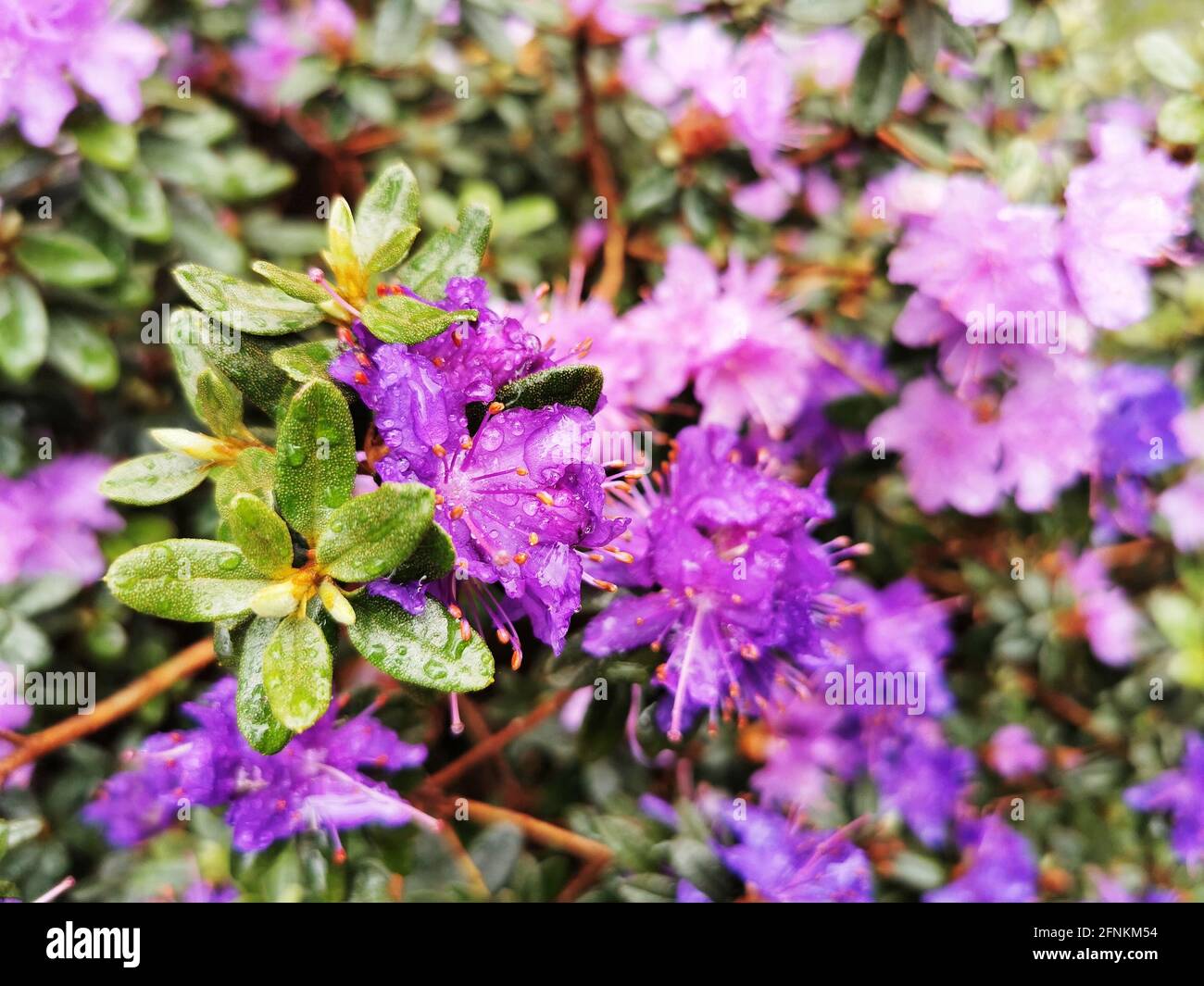 Beautiful closeup shot bouquet hi-res stock photography and images - Alamy