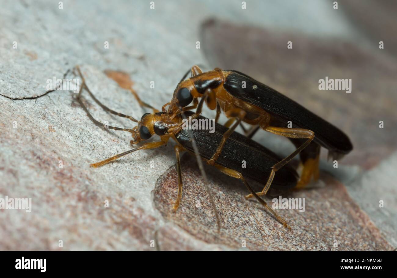 Mating false blister beetles, Nacerdes carniolica on wood Stock Photo
