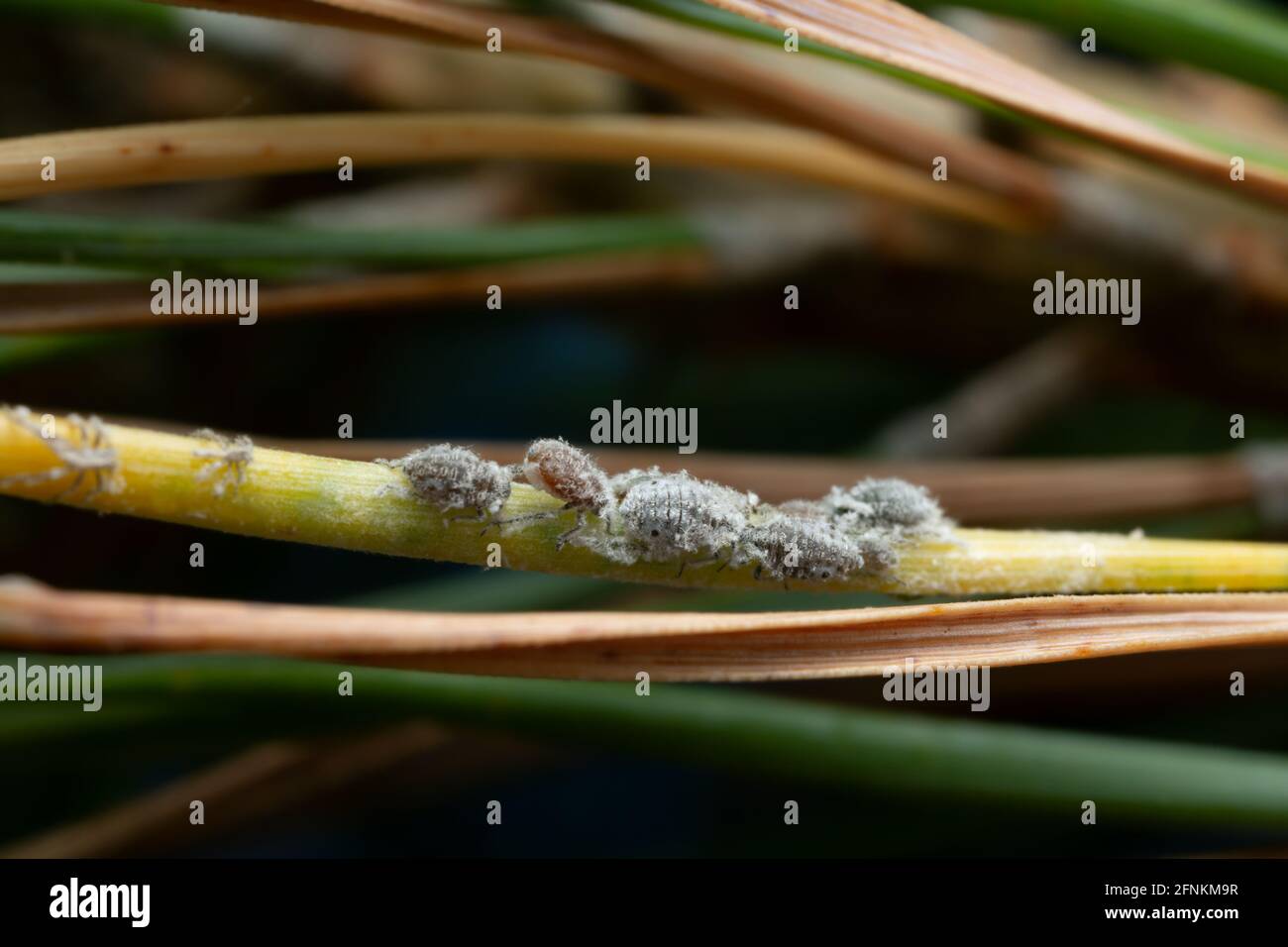 Aphids on pine needle Stock Photo