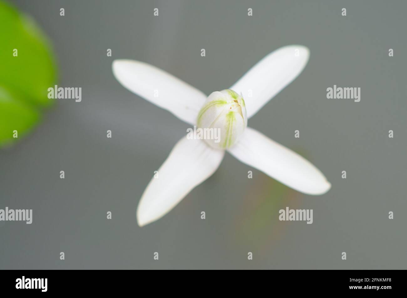 A Blooming White Water Lily Bud Stock Photo