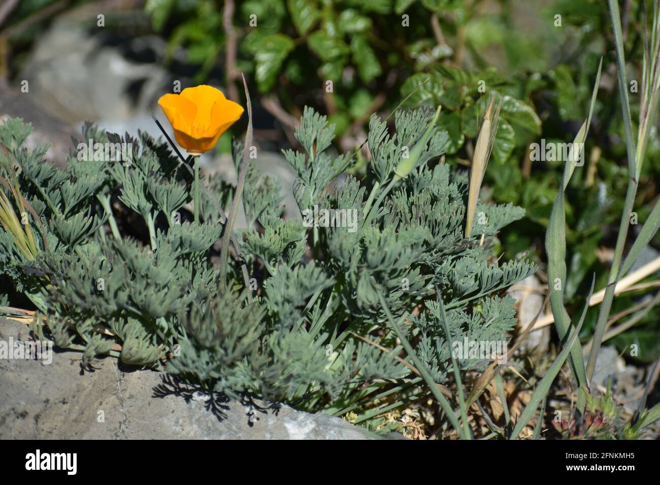 California Poppy (Eschscholzia californica) is a common spring bloom in the San Francisco Bay Area and is the State Flower of California Stock Photo