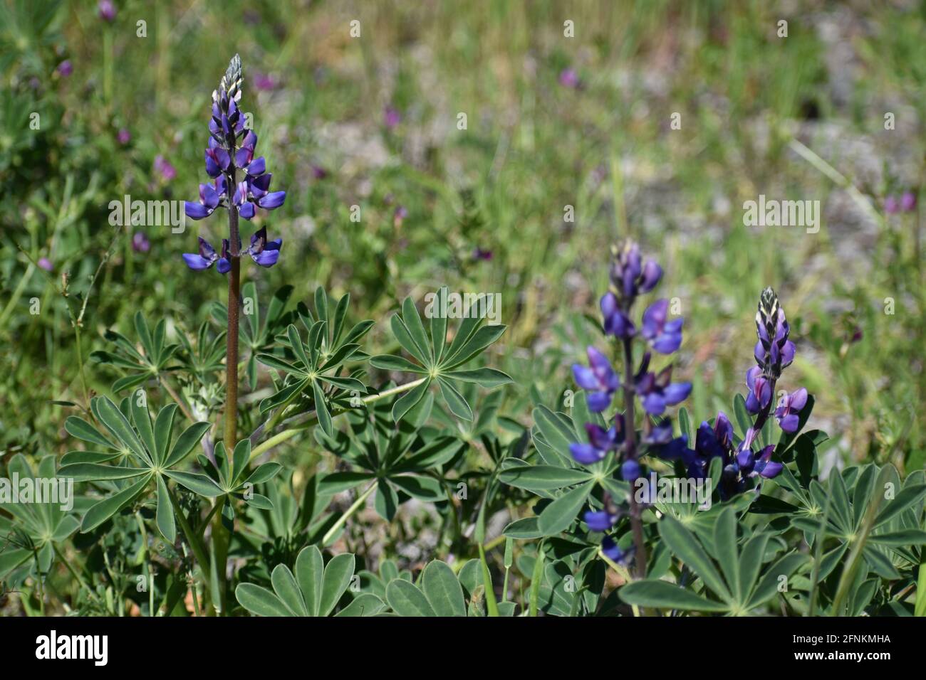 Lupines (Lupinus) are a common native wildflower in the San Francisco Bay Area Stock Photo