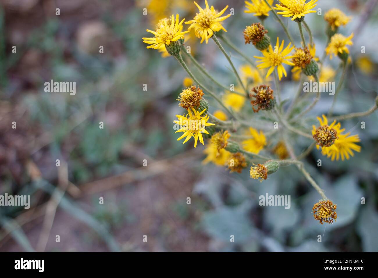 Radiate head inflorescences of California Silk Goldenaster, Heterotheca Grandiflora, Asteraceae, native in the Santa Monica Mountains, Springtime. Stock Photo