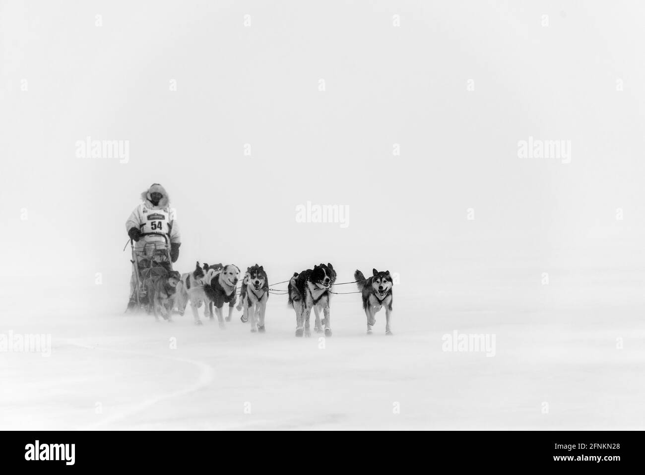 A competitor heads into Nome in near whiteout conditions in the Iditarod dog sled race.  Nome, Alaska. Stock Photo