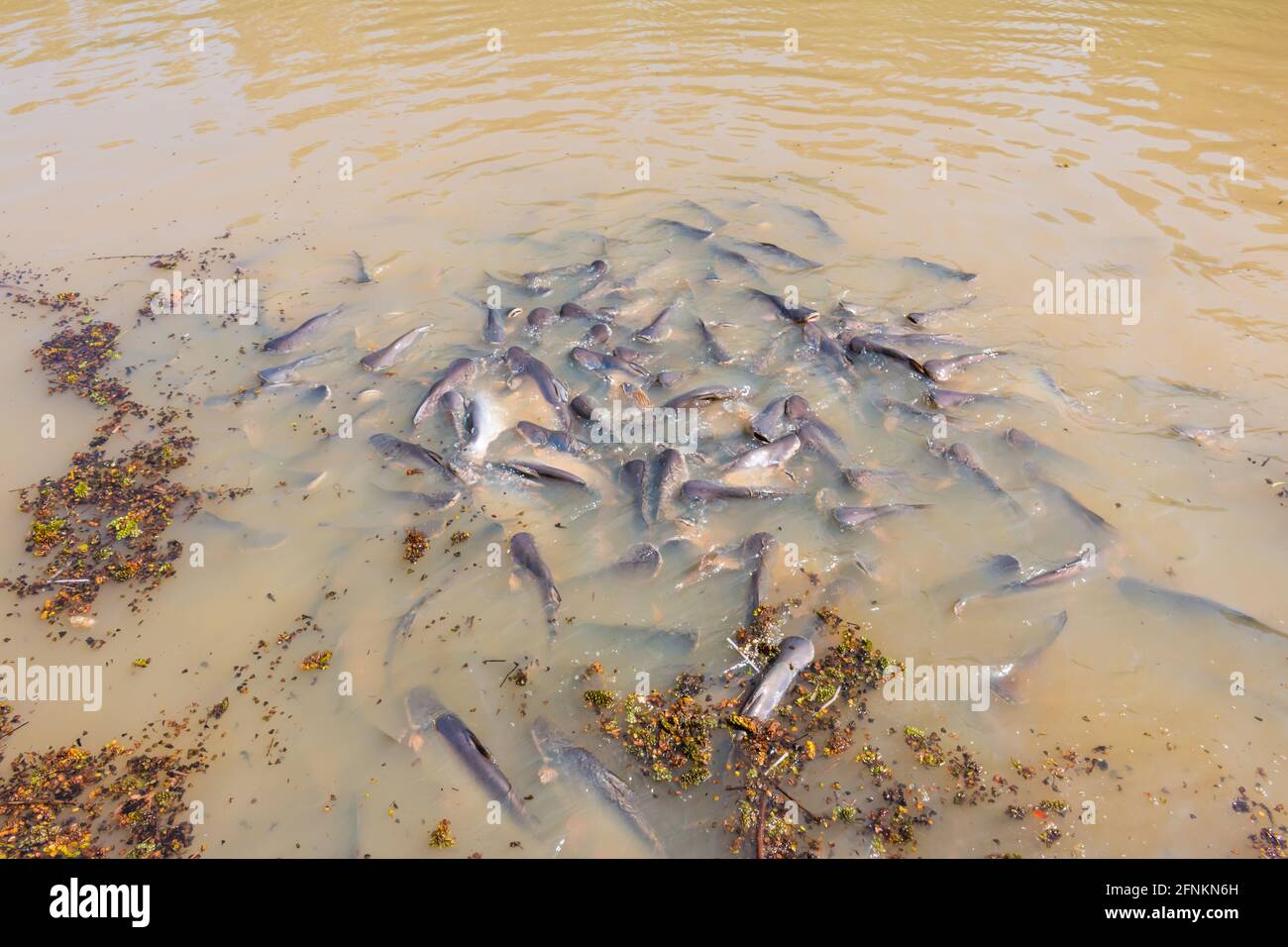 Iridescent shark, Striped catfish, Sutchi catfish Fish are eating crowd