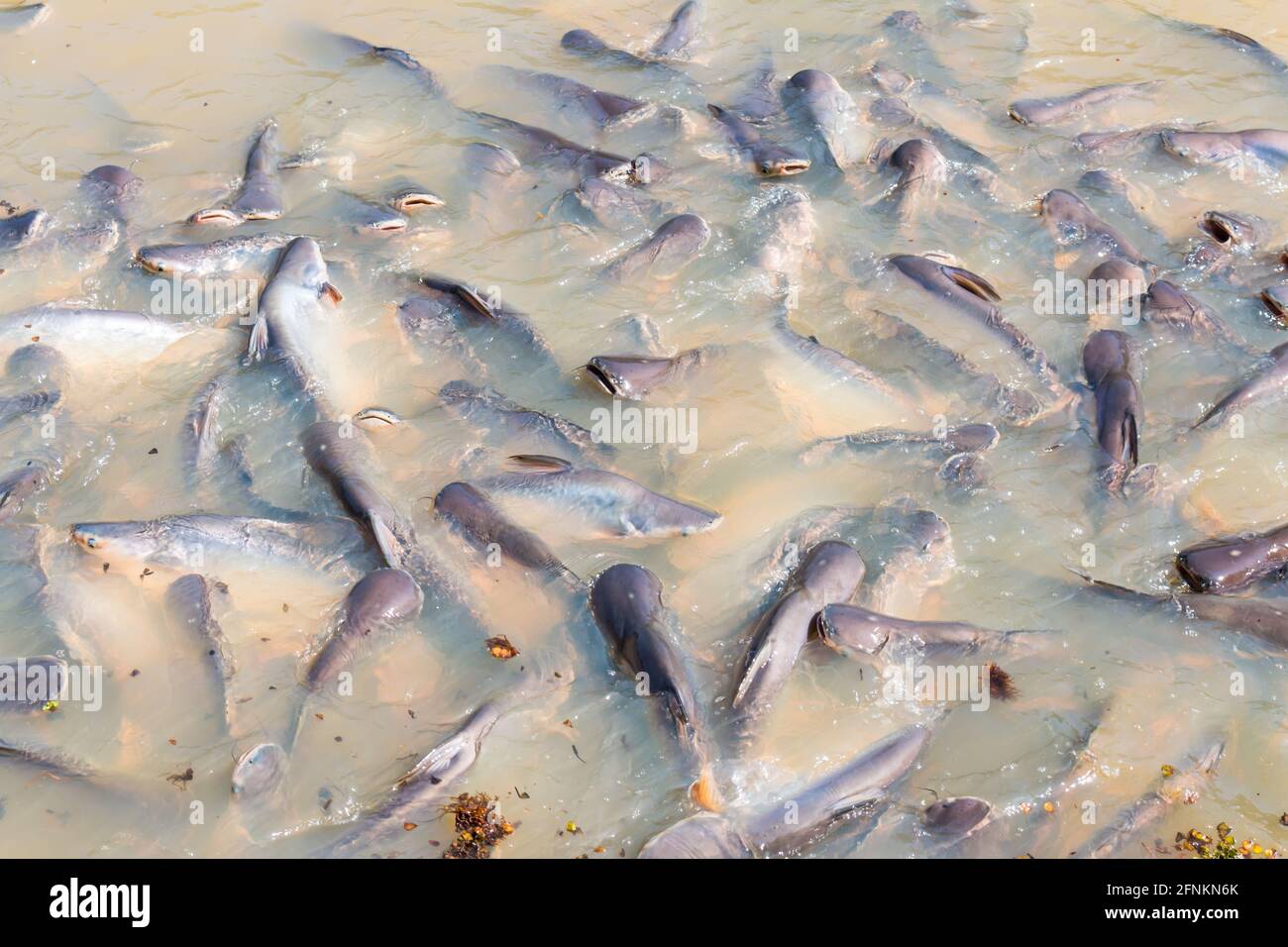 Iridescent shark, Striped catfish, Sutchi catfish Fish are eating crowd