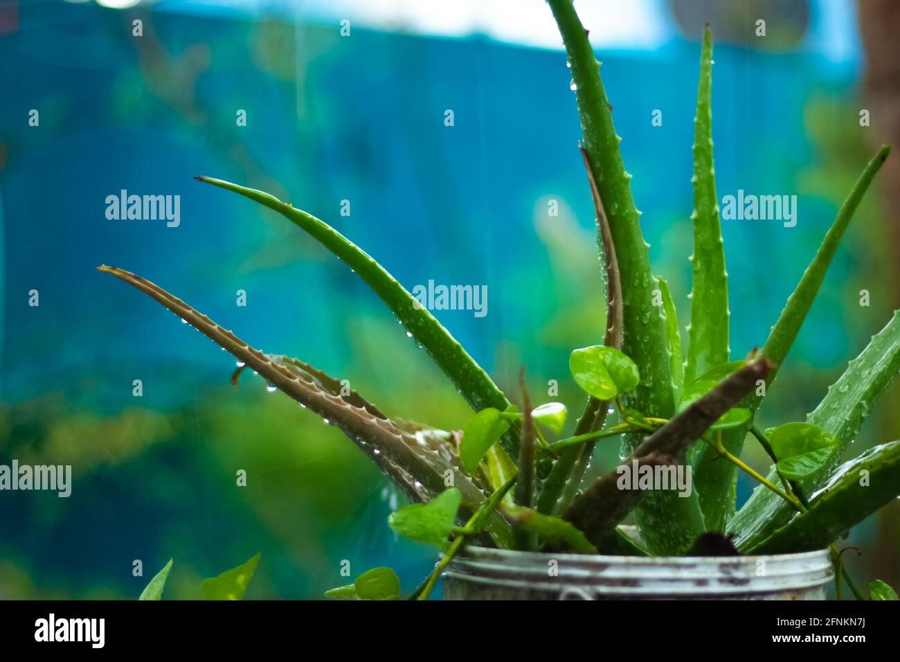 Aloe vera plant with rain water drops stock image. Green aloe vera plant  and Aloe Vera, fresh leaf of Aloe Vera in farm garden natural background,  Alo Stock Photo - Alamy