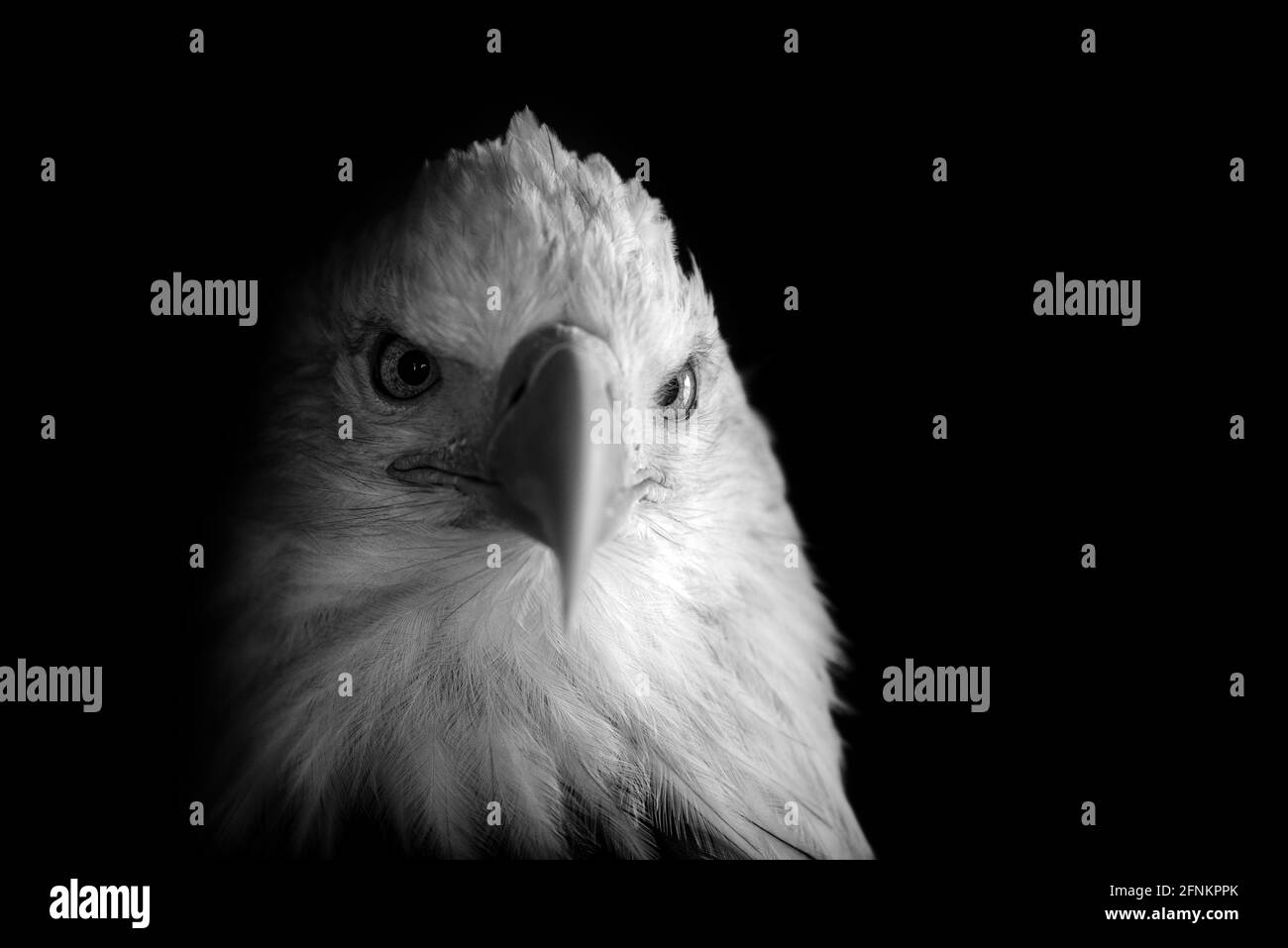 Black and white of a bald eagle, Alaska Stock Photo - Alamy