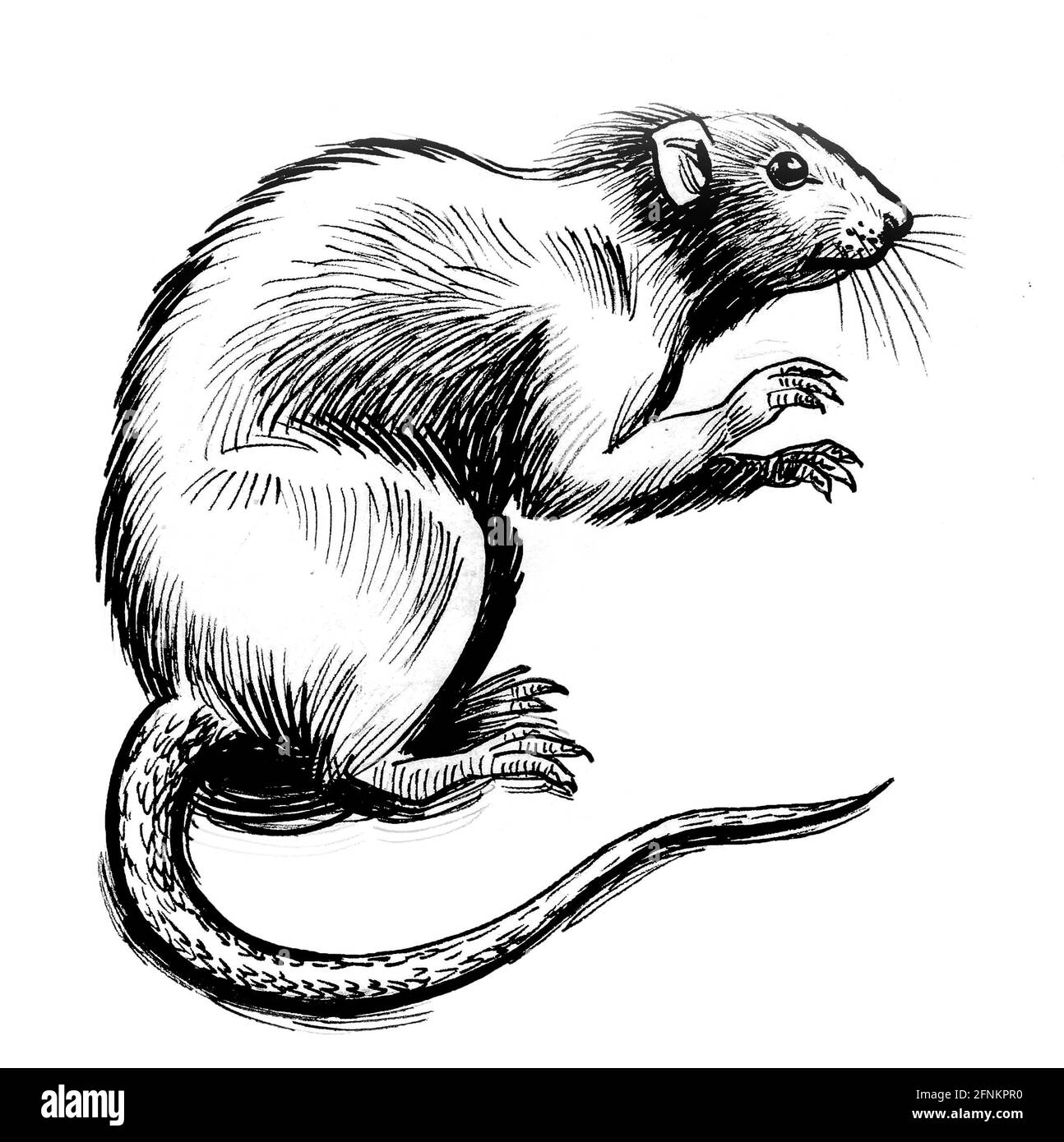 Rat animal standing on back legs. Ink black and white drawing Stock Photo