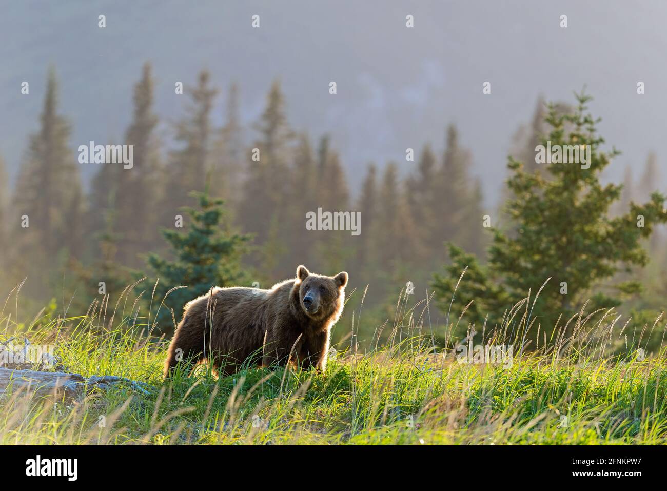 Alarge bear in evening light, Lake Clark National Park, Alaska Stock Photo