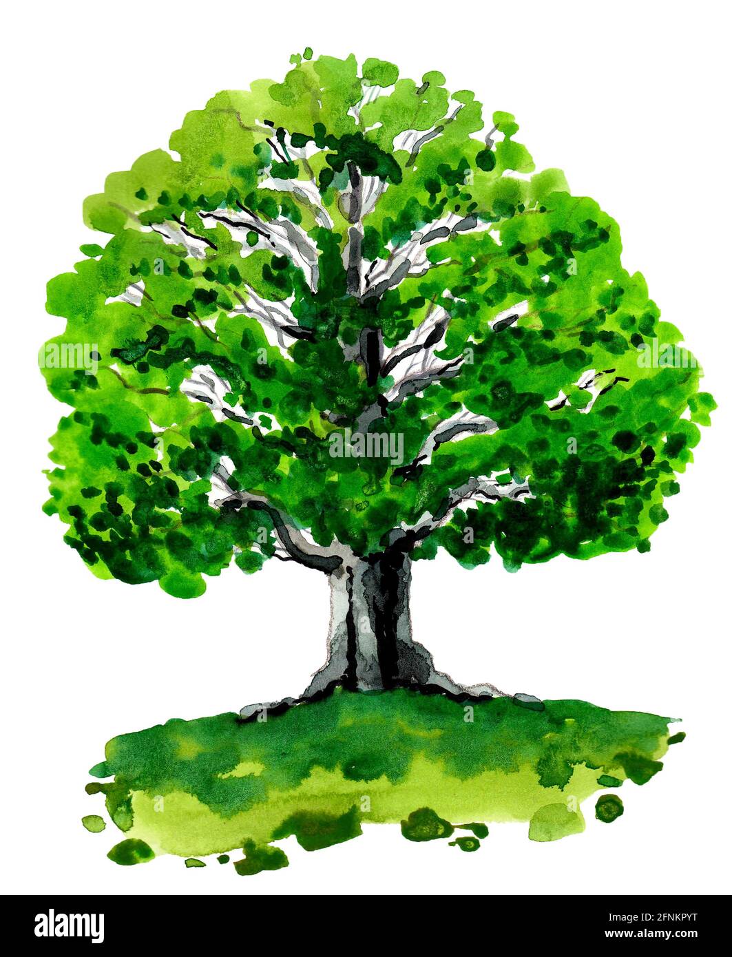 Big green oak tree. Ink and watercolor drawing Stock Photo Alamy