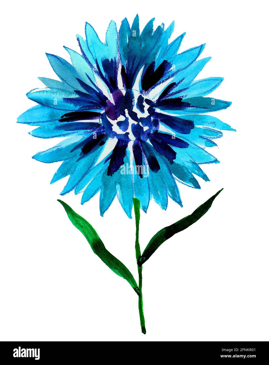 Blue cornflower on white background. Watercolor painting Stock Photo