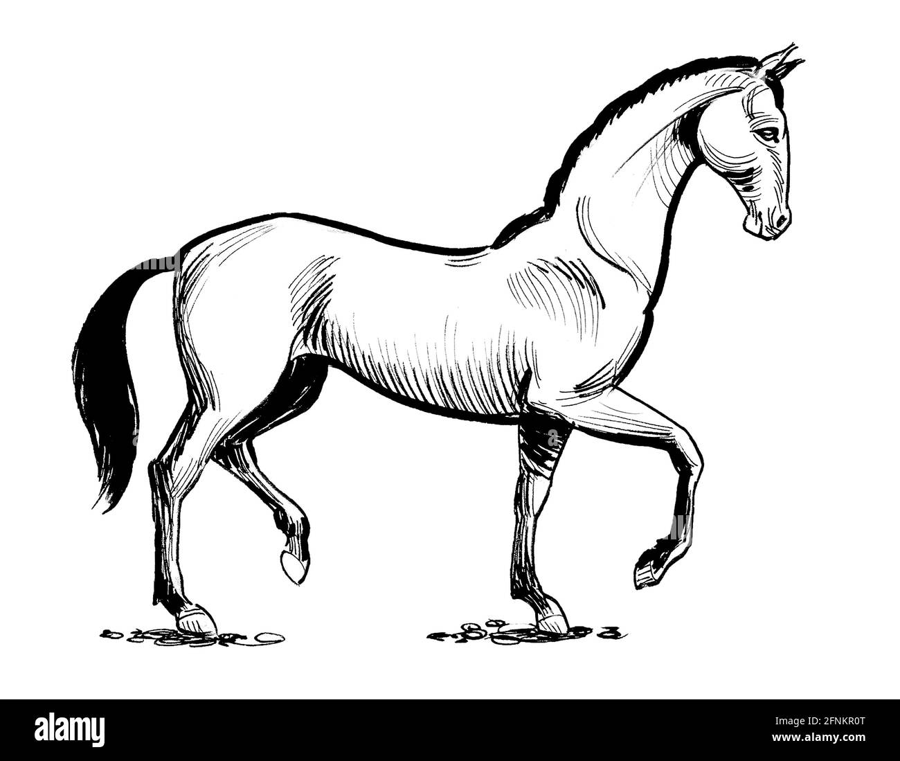 Standing horse. Ink black and white drawing Stock Photo Alamy