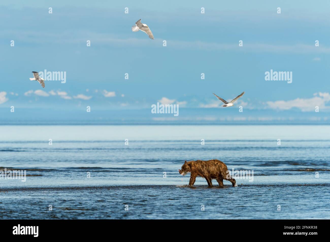 a bear catches a salmon n the river as the gulls circle overhead.  Silver salmon Creek, Lake Clark National Park, Alaska Stock Photo