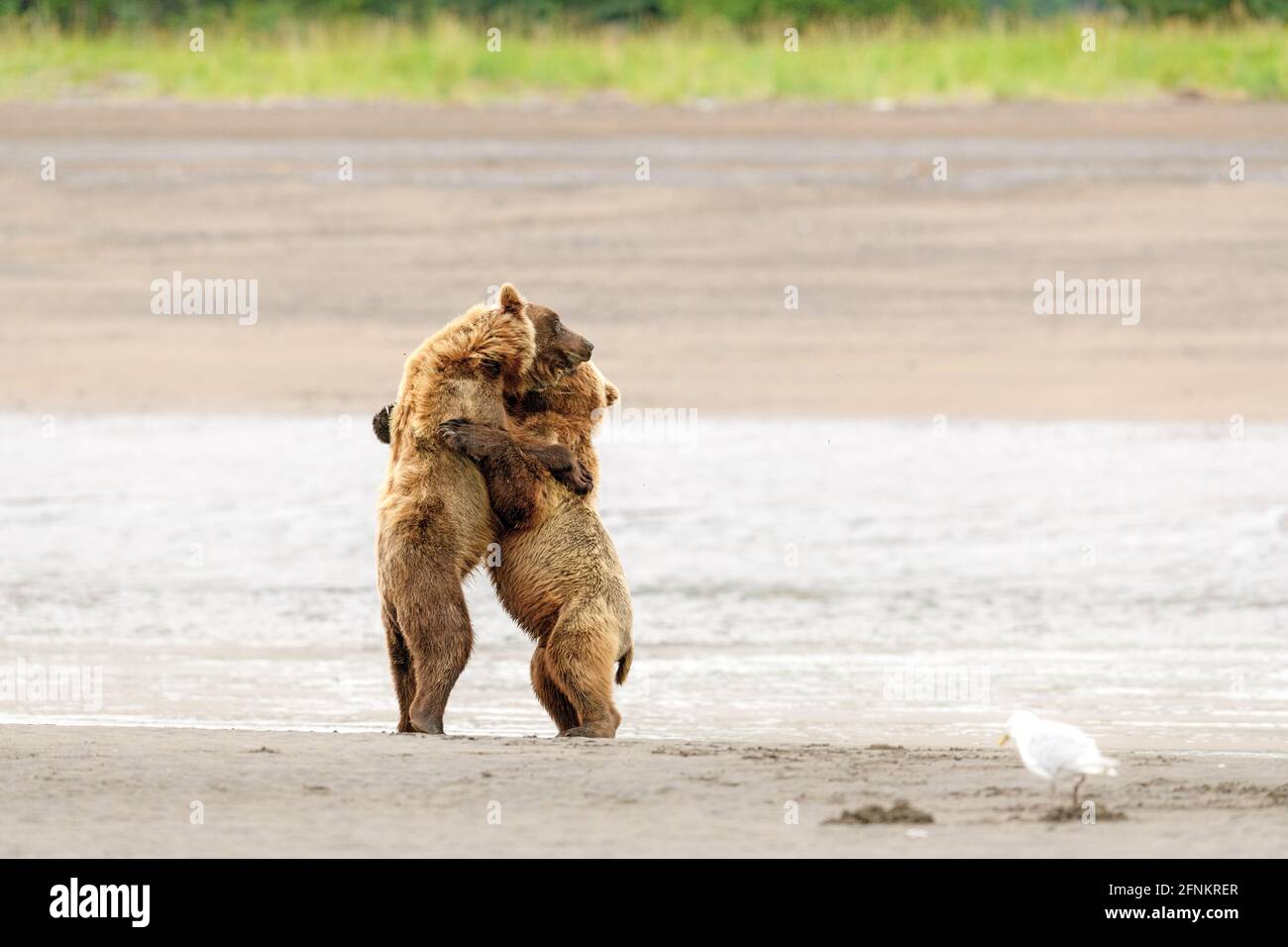 Coastal brown bears, Lake Clark National Park, Alaska Stock Photo