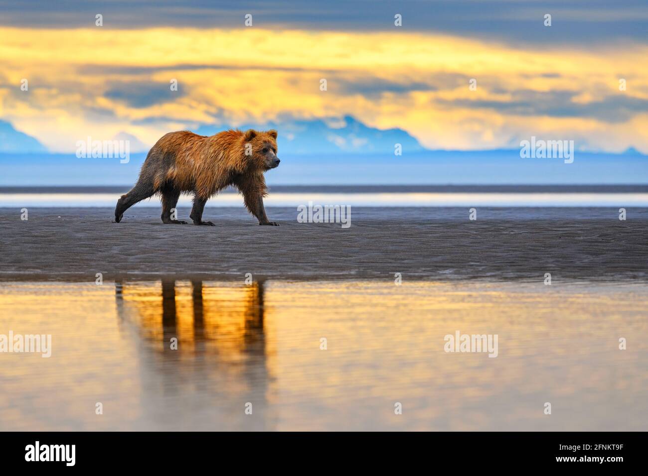 Bear on the beach at sunrise. Alaska Stock Photo