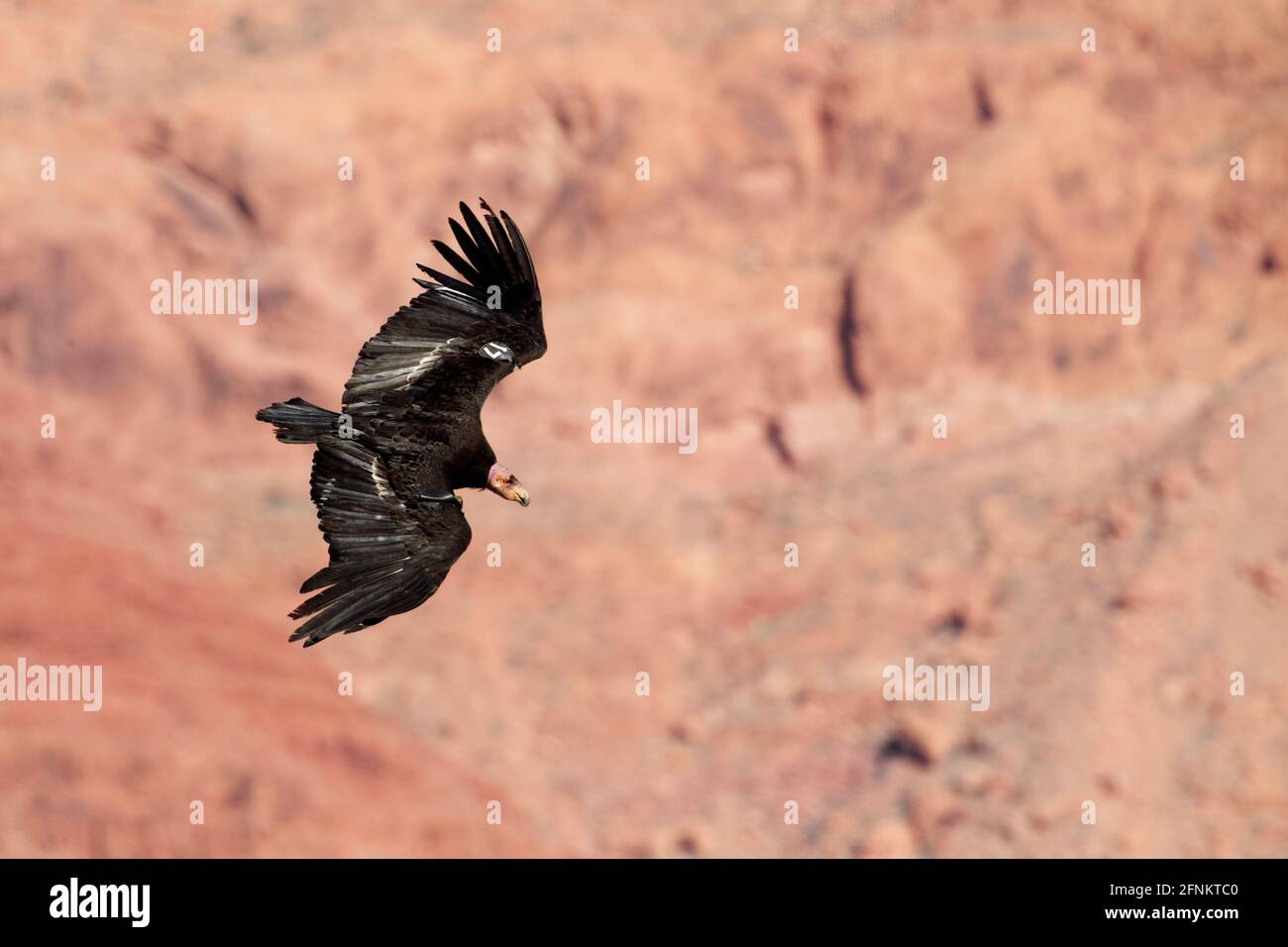 California Condor, Gymnogyps californianus, a fully mature Condor in flight amongst the cliffs above the Colorado River upstream from the Grand Canyon Stock Photo