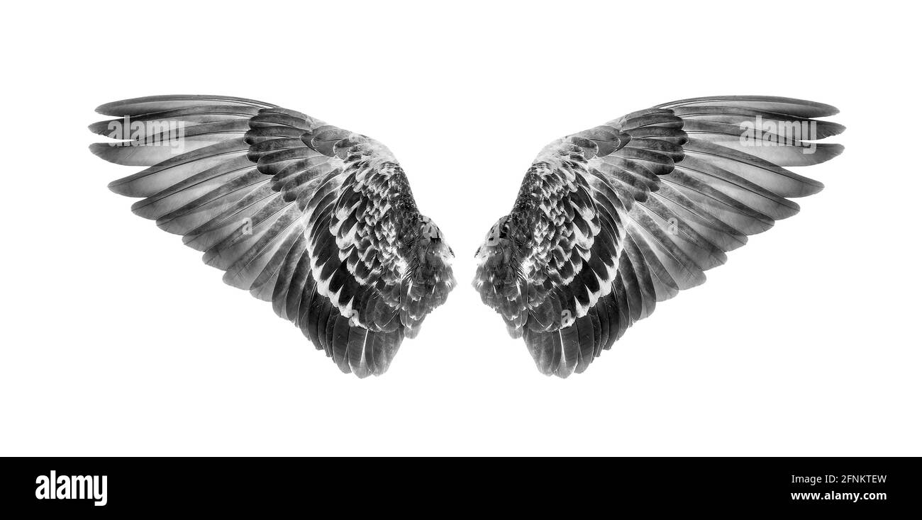 Wings of birds isolated on white background Stock Photo - Alamy