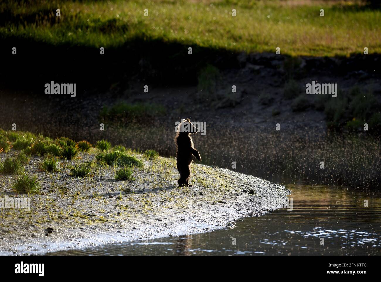 Bear cub standing by the river at sunset Stock Photo